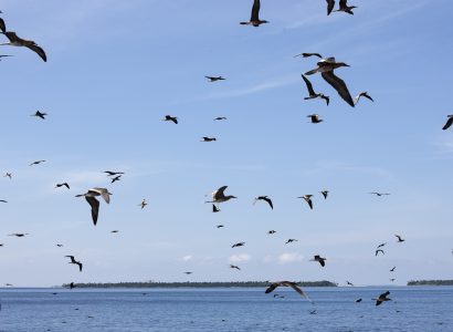 Birds Without Borders or Isolated Islands? Connectivity of Western Indian Ocean Seabirds