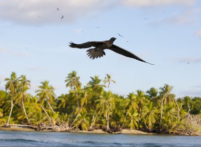 The Importance of the Chagos Archipelago for Seabirds