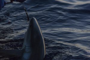 Shark caught for tagging.