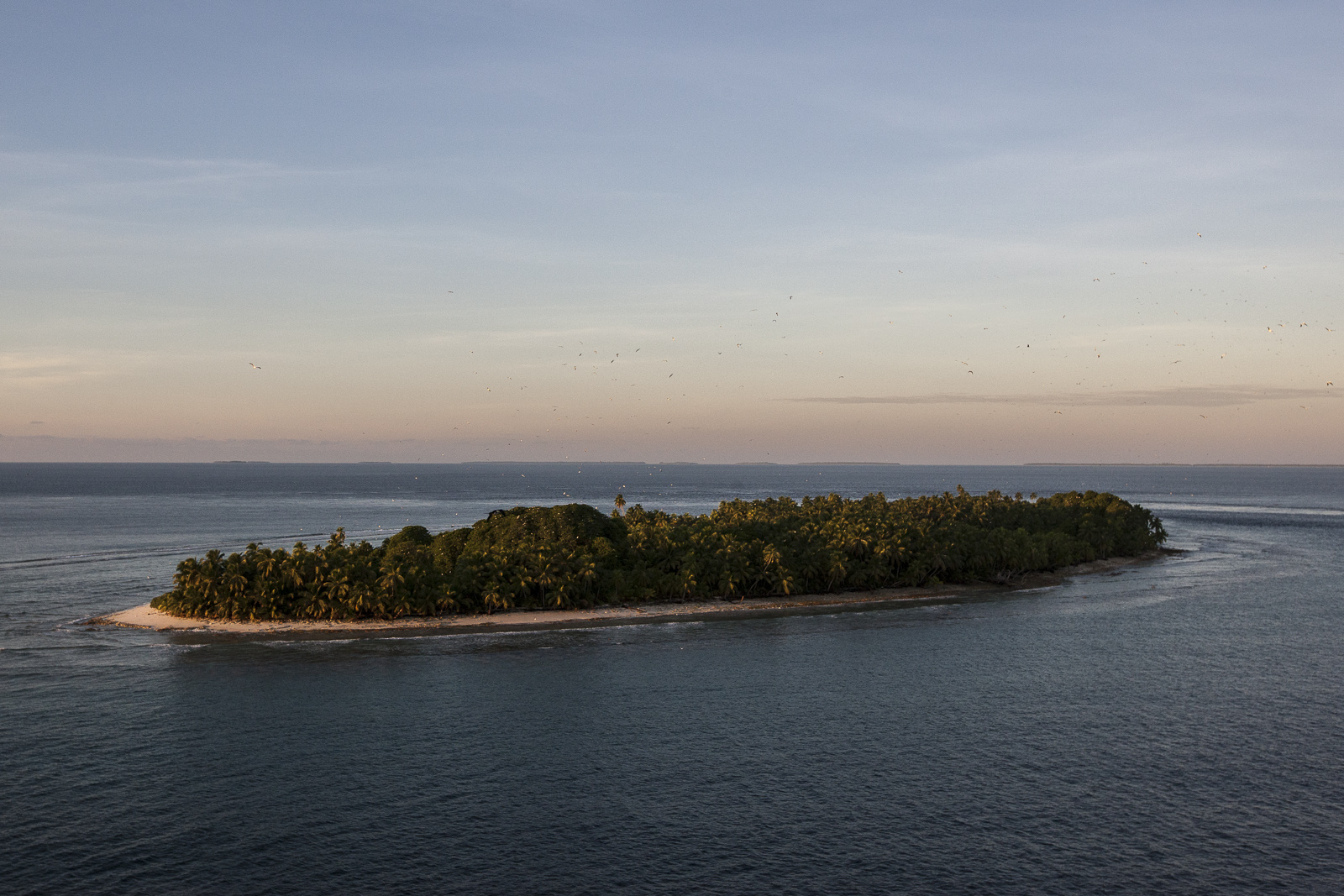 Restoring Seabird Islands Marine.Science