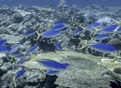 Coral Reef Fish in the Indian Ocean Region
