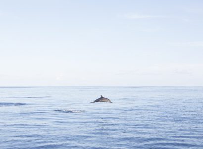 Cetacean Refuges