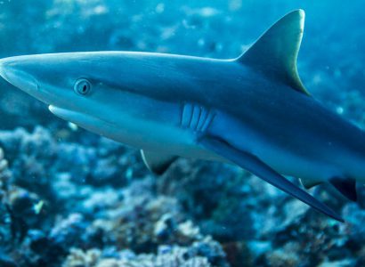 The Ecology and Ecosystem Roles of Reef Sharks in the Indian Ocean MPA