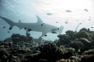 Hammerhead shark (Sphyrnidae) passing behind the reef.