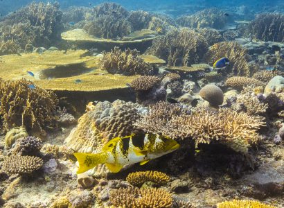 Monitoring Coral Reefs in the Indian Ocean