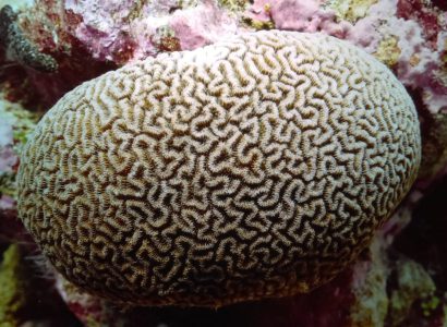 A Conservation Framework for the Endangered Chagos Brain Coral, Ctenella chagius