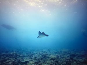 Eagle ray (Myliobatidae) swimming above corals.