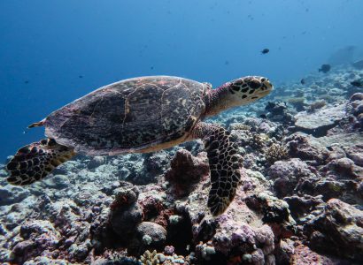 Conservation of Sea Turtles in the Indian Ocean Region