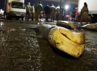 Social Drivers for Shark Fishing Amongst Sri Lankan and Indian Fishers