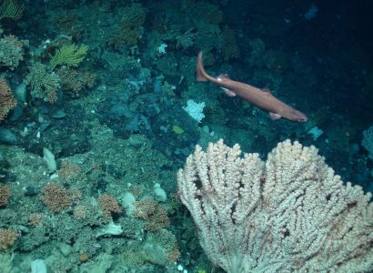 Mesophotic Reefs in the Indian Ocean Region