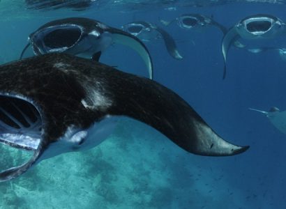 Reef Manta Rays in the Indian Ocean Region