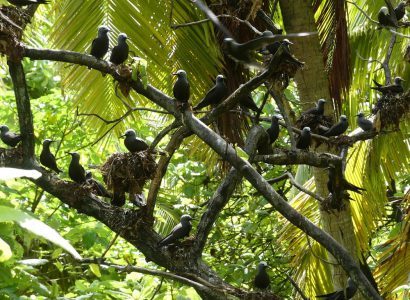 Implications of Nutrient Flow and Feedback Across the Seabird-Island-Reef System